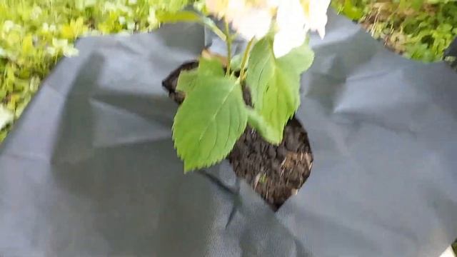 ??Делаю клумбу для гортензии?#гортензии #гортензиикрупнолистные #клумбасвоимируками #астильба смотреть онлайн