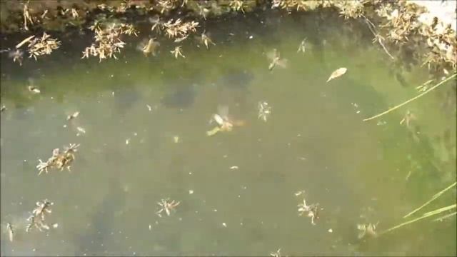 Осы смотреть онлайн