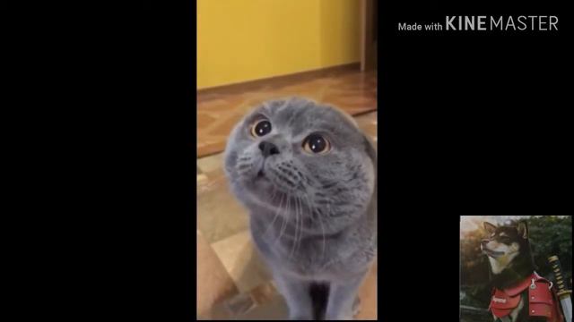 Кот говорит. "Голова моя больная" смотреть онлайн