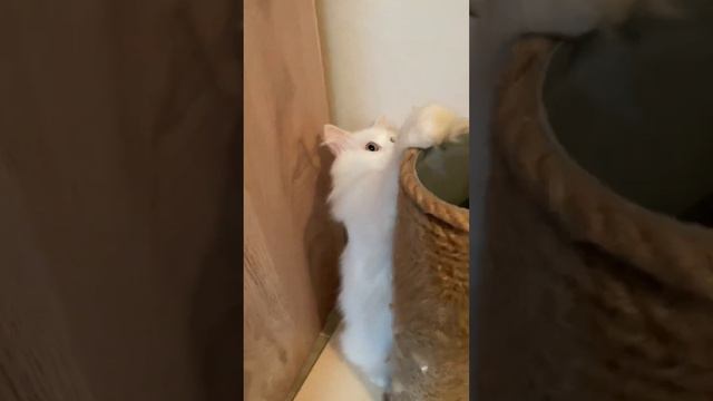 Умка позирует, думает что он звезда Ютуба смотреть онлайн