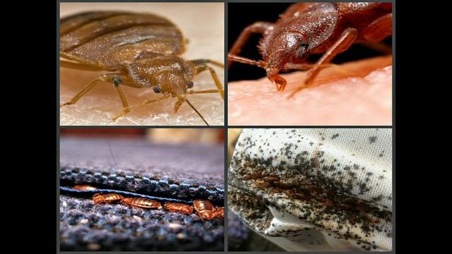 как защитить себя от постельного клопа масляным способом !? смотреть онлайн
