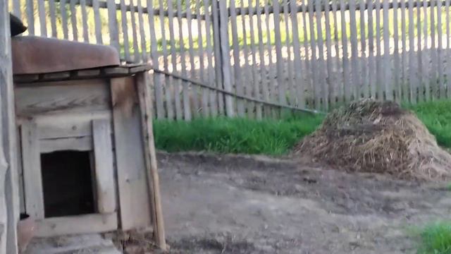 Собачка 🐕🐩🐶.