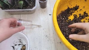 ЗАМИОКУЛЬКАС потерял все листья, но остались клубни, выращиваем с нуля