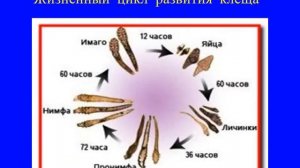 Применение крема ДЕМАЗОЛ при демодекозе век 17 июня 2019