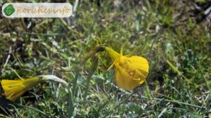 Посадка нарциссов – куда, когда и как сажать нарциссы