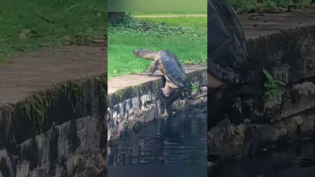 Когда очень нана (!) и черепахи на стены лезут ???♂️ bayoun.ru #черепаха #стена #приколы #упёрт смотреть онлайн