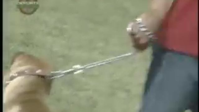 LOS FUTBOLISTAS Y SUS MASCOTAS смотреть онлайн