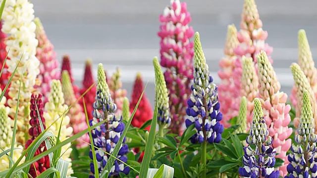 Самые неприхотливые многолетники смотреть онлайн
