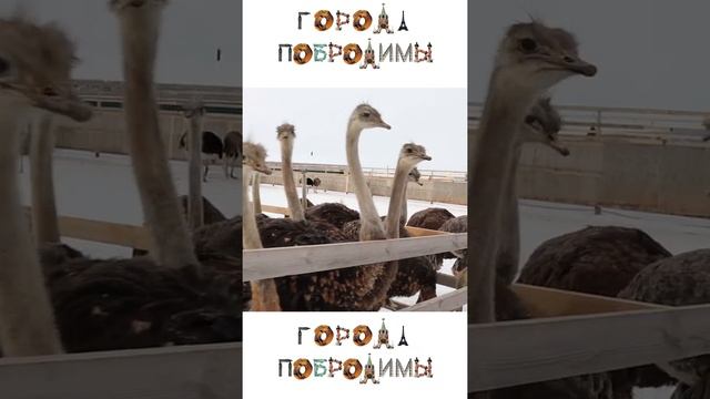 Какой величины мозг у страуса смотреть онлайн