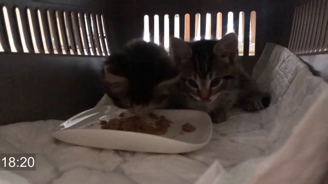 Bringing home new kittens | Kittens' first day home смотреть онлайн