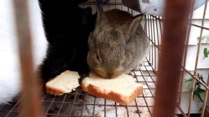 Можно ли кормить кроликов хлебом