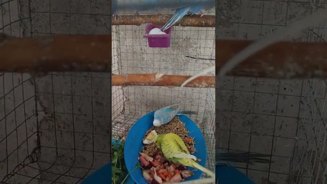 Выставочные волнистые, завтрак. смотреть онлайн