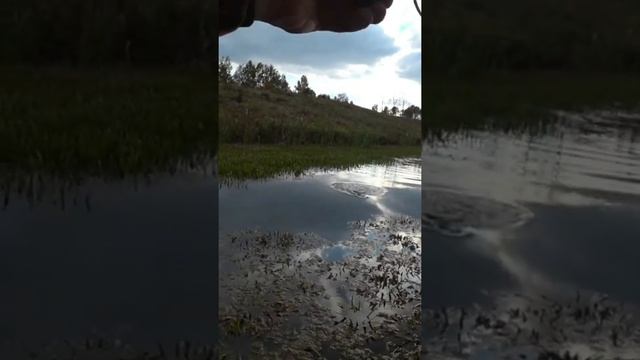 Осенняя щучка | Лютый ЖОР ЩУКИ смотреть онлайн