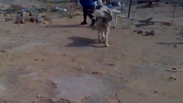 Алабай аля аул смотреть онлайн