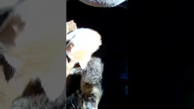 Первый день лета котята вышли на прогулку ищетут хозяина смотреть онлайн
