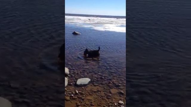 Tony/Шотландский терьер/Первая проба воды смотреть онлайн