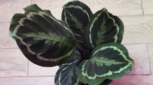 Калатея. Особенности выращивания в домашних условиях.  mp4