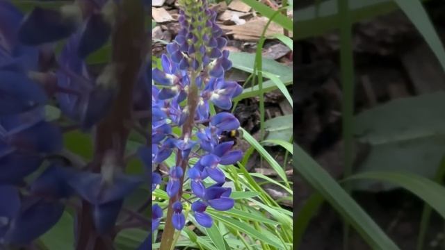 Шмель опыляет Люпин многолистный (вид травянистых растений из подрода Platycarpos) смотреть онлайн
