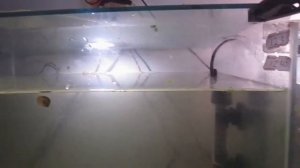 ПЕРВОЕ КОРМЛЕНИЕ МАЛЬКА ГУРАМИ. НОВЫЙ СПОСОБ