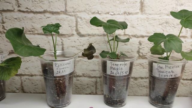 Черная ножка. Как выглядит? Выводы по укоренению плющелистных пеларгоний смотреть онлайн