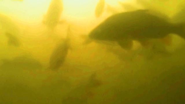Рыбацкая Деревня в Юрлово Санитарный осмотр дна водоёма смотреть онлайн