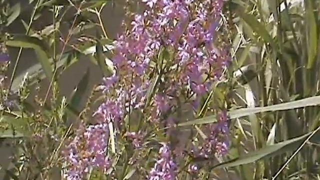 Бабочки Переливница, Лимонница, самец. смотреть онлайн