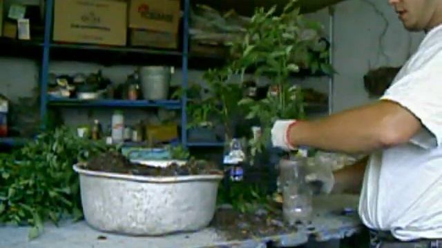 заготовка посадочного материала смотреть онлайн