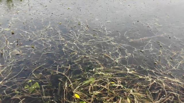 Водоросли в минских водоемах начали косить