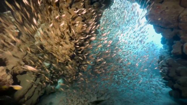 Национальный парк Рас-Мохаммед Египет ⁄ Ras Muhammad National Park Egypt 4K Ultra HD смотреть онлайн