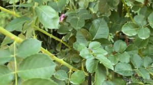 ПРАВИЛЬНАЯ ОБРЕЗКА ШТАМБОВЫХ РОЗ. ОБУЧАЮЩИЙ УРОК ДЛЯ НОВИЧКА.