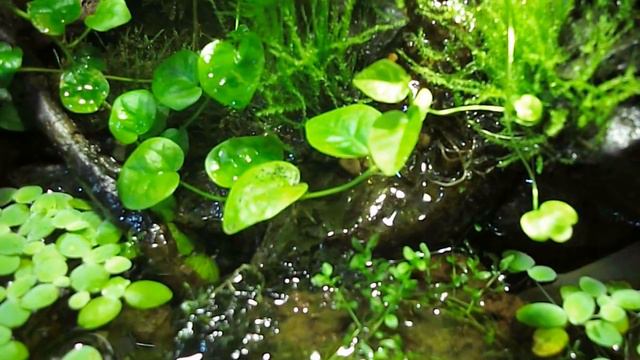 Террариум для крабов Geosesarma Sp.