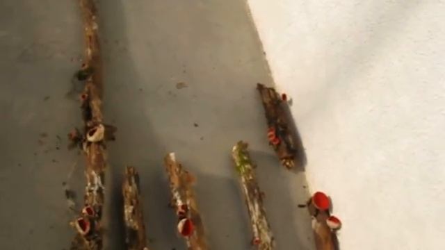 Ohnivec rakouský - Sarcoscypha austriaca смотреть онлайн