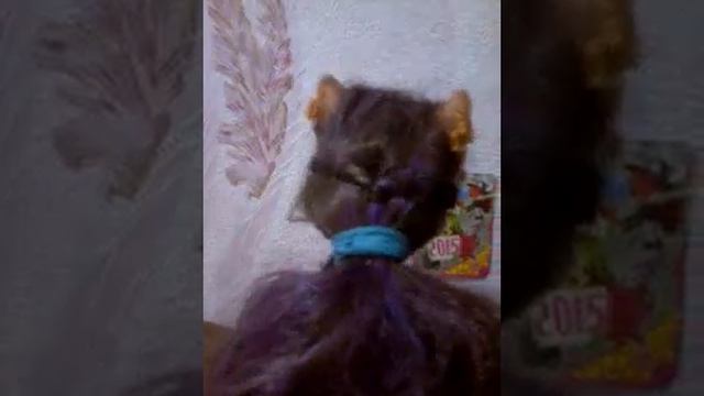 Монстер хай:Семейка вульф! смотреть онлайн