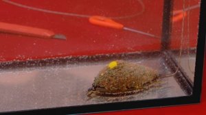 Флет метод, особенности его эффективного применения. За рыбалку!!!