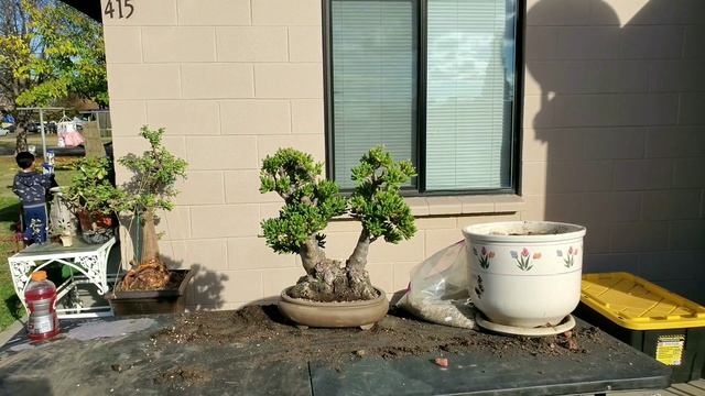 Crassula ovata hobbit bonsai смотреть онлайн