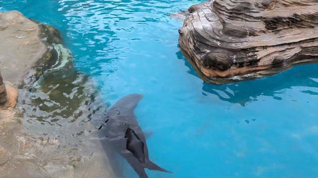 Ну что спросим как живут морские тюлени? (231110 1242) смотреть онлайн