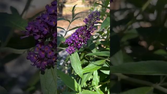 Бабочка кустарник. Буддлея. Летняя сирень. смотреть онлайн