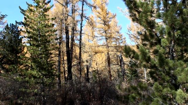 Саяно Шушенский заповедник. смотреть онлайн