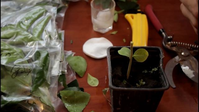 ПРИВИВКА ЦИТРУСОВЫХ В РАСЩЕП ПОКУПНЫМИ ЧЕРЕНКАМИ смотреть онлайн