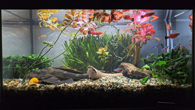 Аквариум 60л. День 506. смотреть онлайн