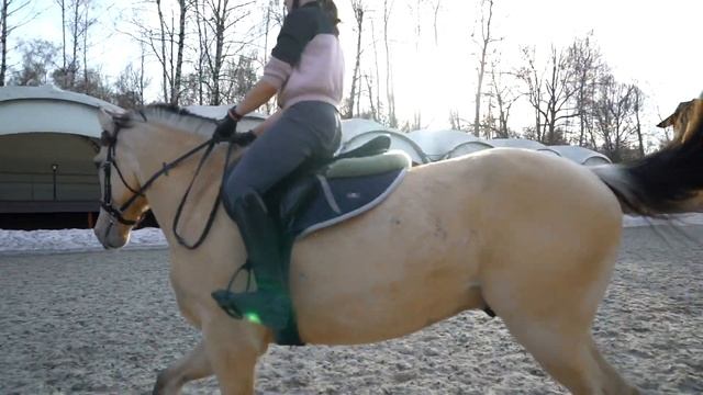 Прыжки на молодой лошади смотреть онлайн