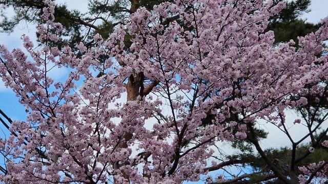 Сакура на фоне сосны. 2 символа Японии вместе смотреть онлайн