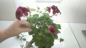 КОРОЛЕВСКАЯ ПЕЛАРГОНИЯ-  УХОД И РАЗМНОЖЕНИЕ.