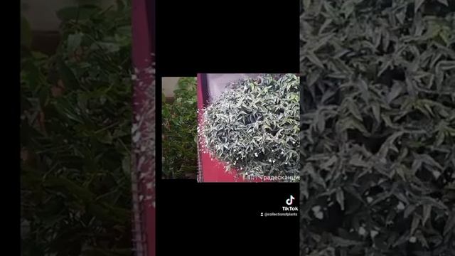 #827 Традесканция Приречная Ампельная смотреть онлайн