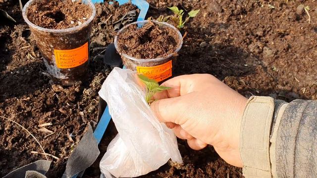 Укоренение крапивки малины с укоренителями и без