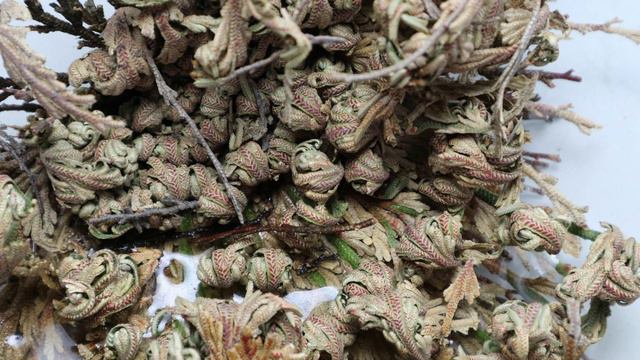 Jericho Rose (Selaginella Lepidophylla) Unfolding In 4K ! смотреть онлайн