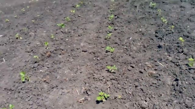 как заложить маточник клубники схема посадки смотреть онлайн