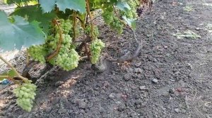 Виноград Минор(Голуб) виноградник Король В. Н. Краснодар 07.08.23