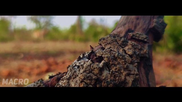 Poco X3 Pro Cinematic Video Test || 1080p, Wide Angle, Macro & Stability || Camera Test смотреть онлайн