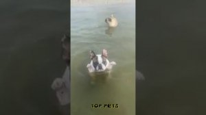 Смешное видео с собаками, кошками и котятами!